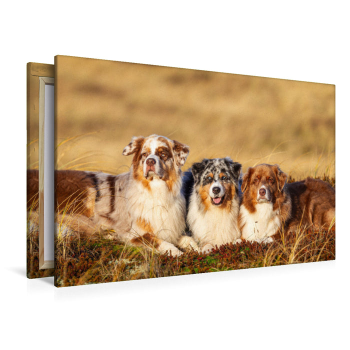 Premium Textil-Leinwand Ein Motiv aus dem Kalender Mit Aussies unterwegs - Die bunte Welt der Australian Shepherds