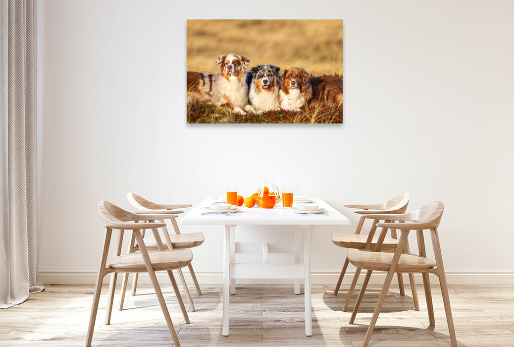 Premium Textil-Leinwand Ein Motiv aus dem Kalender Mit Aussies unterwegs - Die bunte Welt der Australian Shepherds