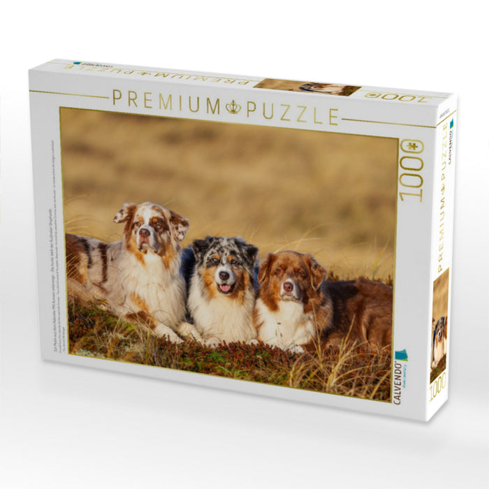 Ein Motiv aus dem Kalender Mit Aussies unterwegs - Die bunte Welt der Australian Shepherds - CALVENDO Foto-Puzzle'