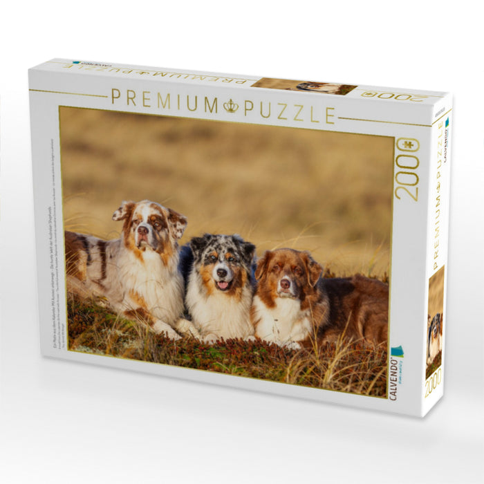 Ein Motiv aus dem Kalender Mit Aussies unterwegs - Die bunte Welt der Australian Shepherds - CALVENDO Foto-Puzzle'