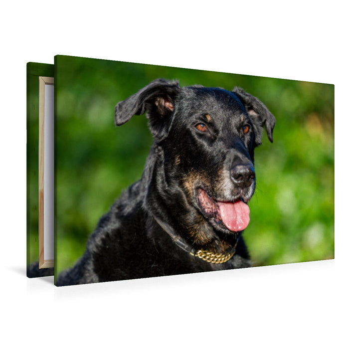 Premium Textil-Leinwand Ein Motiv aus dem Kalender Der Beauceron