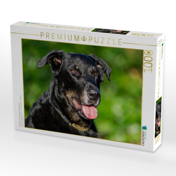 Ein Motiv aus dem Kalender Der Beauceron - CALVENDO Foto-Puzzle'
