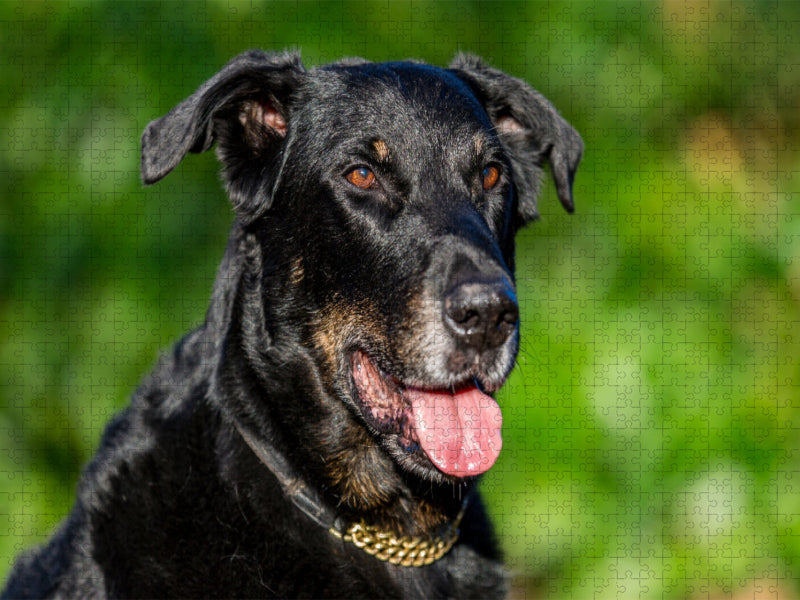 Ein Motiv aus dem Kalender Der Beauceron - CALVENDO Foto-Puzzle'