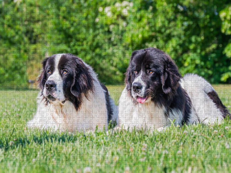 Ein Dreamteam - CALVENDO Foto-Puzzle'