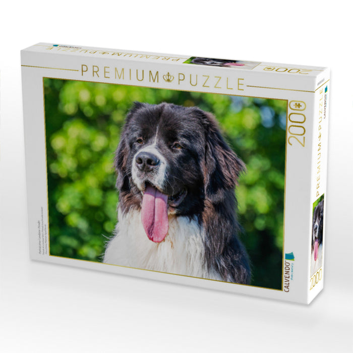 Portrait d'une chienne Landseer - Puzzle photo CALVENDO' 