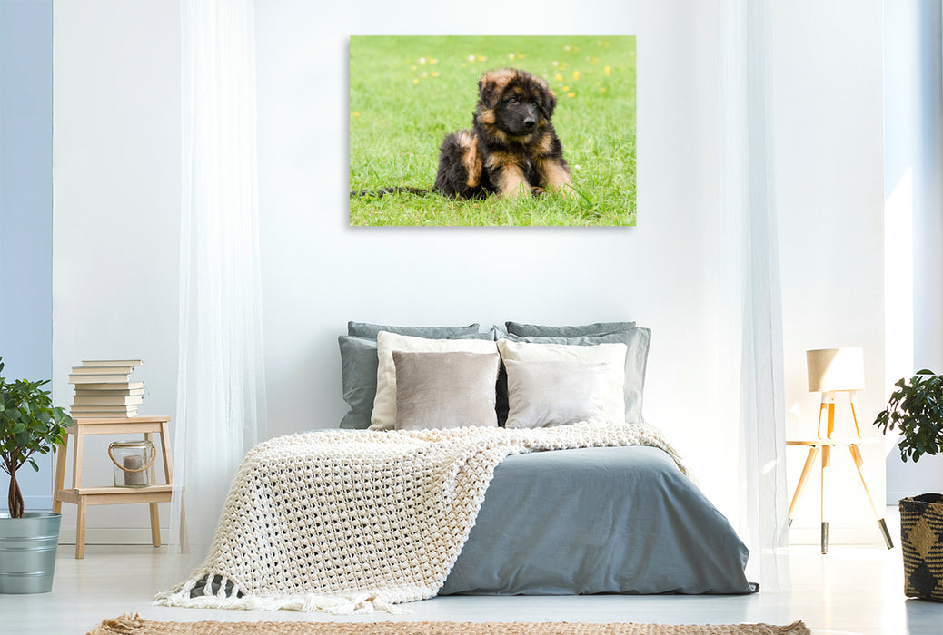 Premium textile canvas German Shepherd - male puppy 