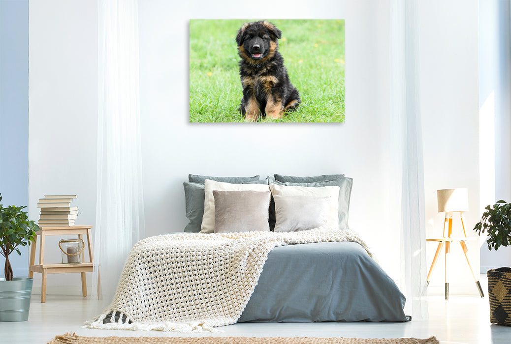 Premium textile canvas German Shepherd - puppy long-haired 