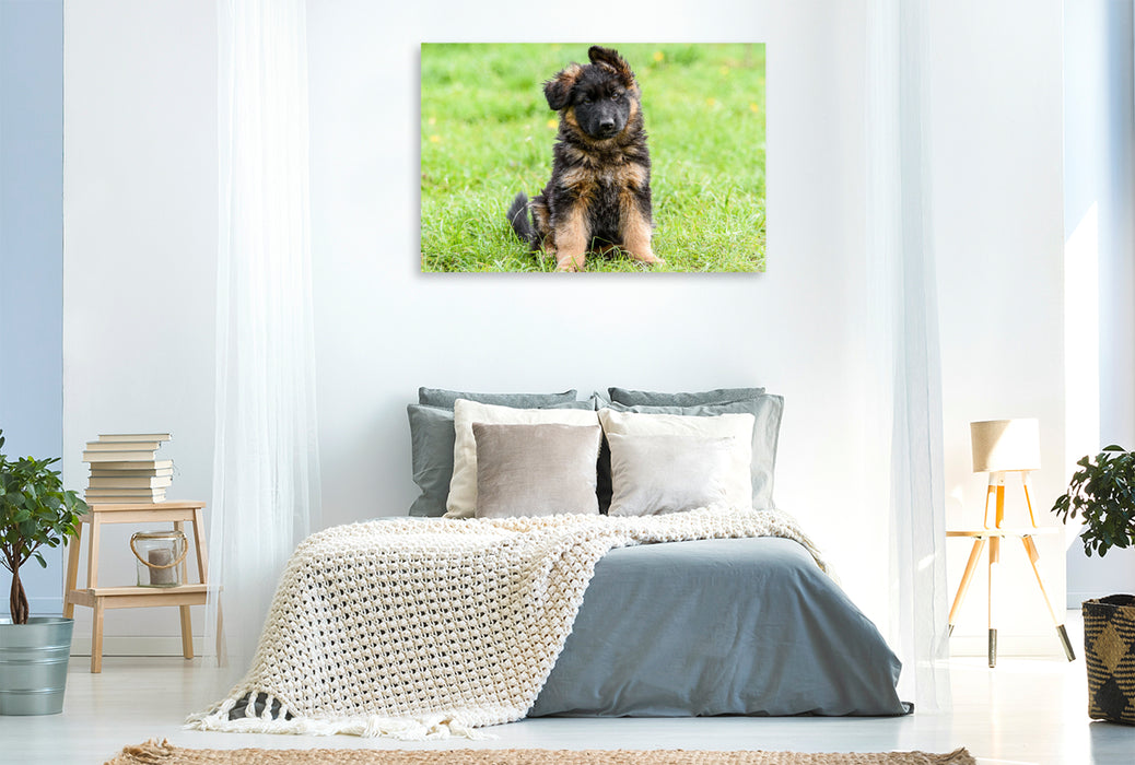 Premium textile canvas German Shepherd - puppy bitch 