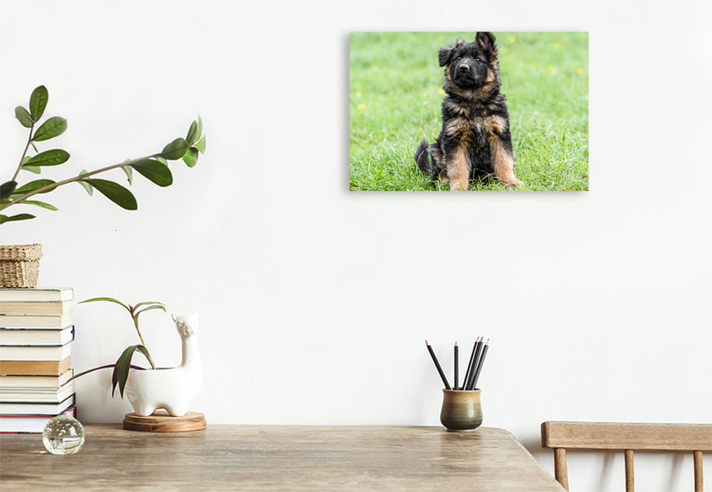 Premium textile canvas German Shepherd - puppy bitch 
