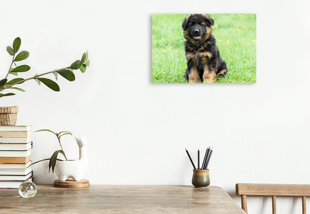 Premium textile canvas German Shepherd - puppy long-haired 