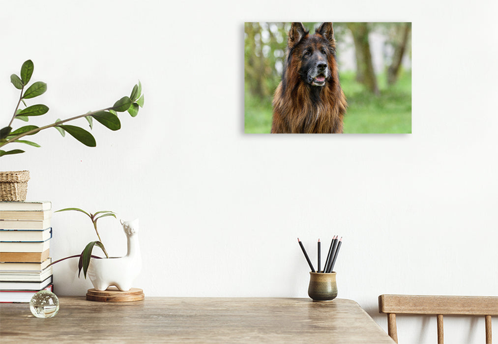 Premium textile canvas 10 year old long-haired German Shepherd 