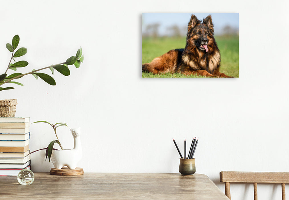 Premium textile canvas Beautiful German Shepherd male 