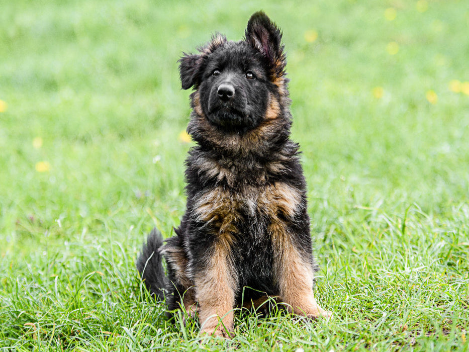 Schäferhund - Welpe Hündin - CALVENDO Foto-Puzzle'