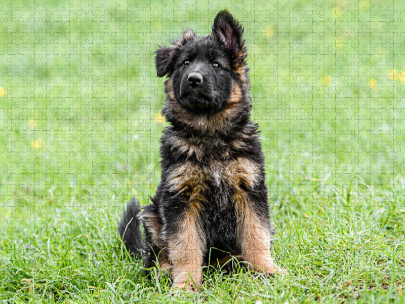 Schäferhund - Welpe Hündin - CALVENDO Foto-Puzzle'