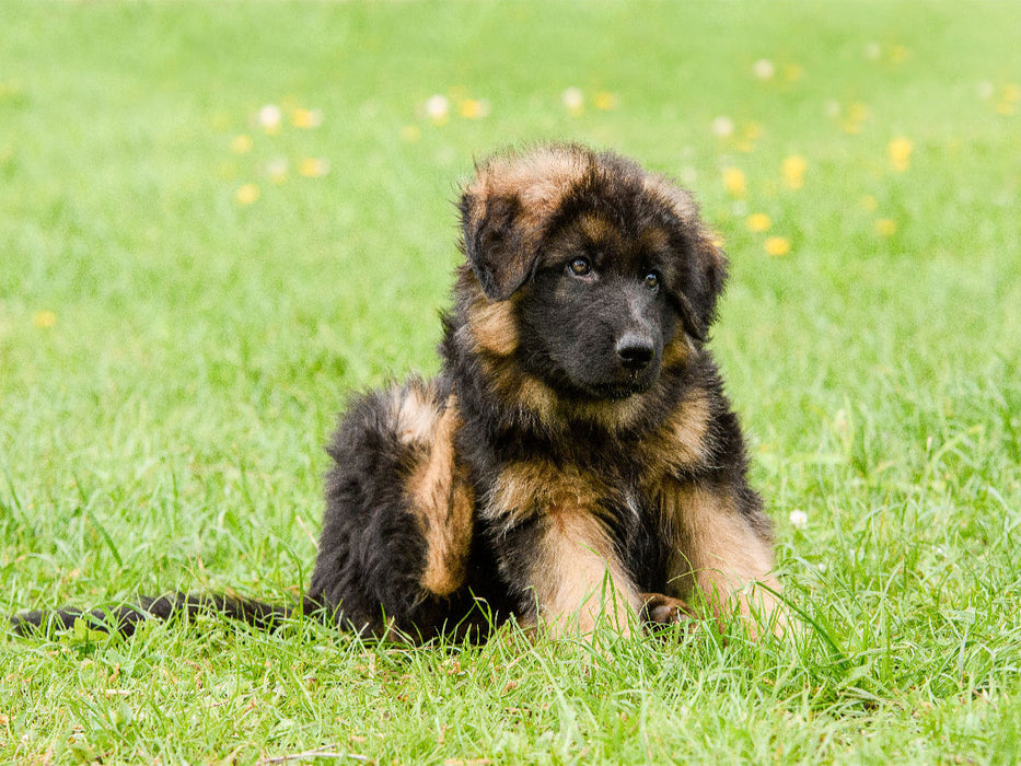Schäferhund - Welpe Rüde - CALVENDO Foto-Puzzle'