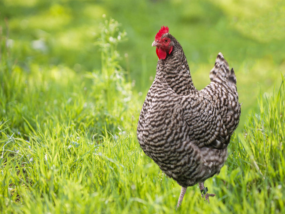Plymouth Rock Huhn auf grüner Wiese - CALVENDO Foto-Puzzle'