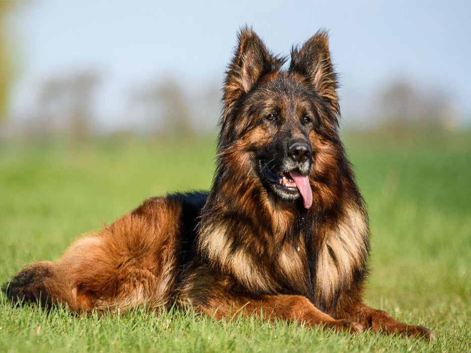 Wunderschöner Schäferhund Rüde - CALVENDO Foto-Puzzle'