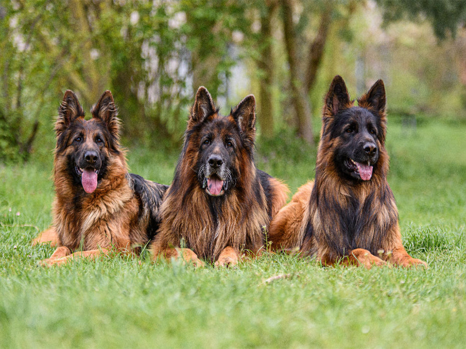 Langstockhaar - Schäferhunde Trio - CALVENDO Foto-Puzzle'