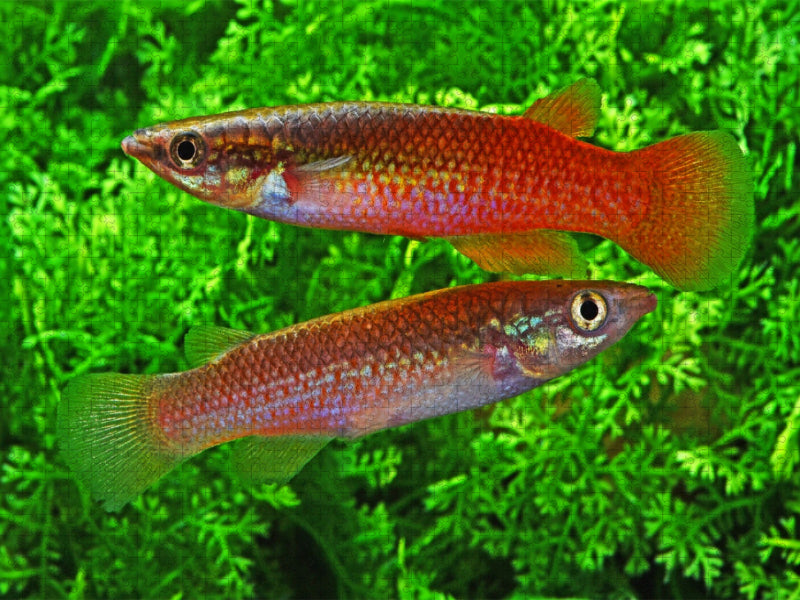 Pachypanchax sakaramyi, MADAGASKA - CALVENDO Foto-Puzzle'