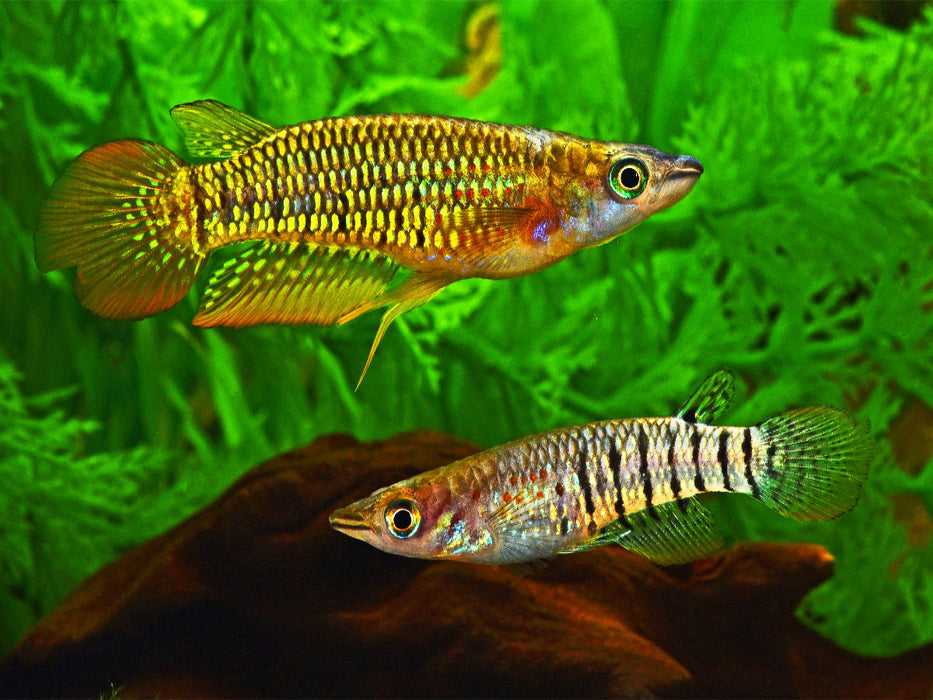 Aplocheilus lineatus, INDIEN - CALVENDO Foto-Puzzle'