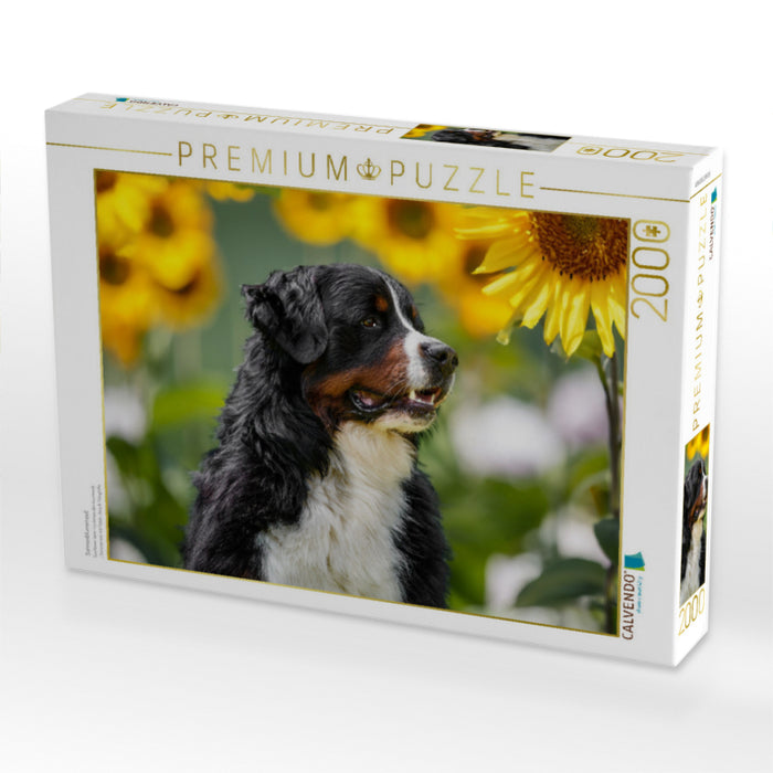 Le temps des tournesols - Puzzle photo CALVENDO' 