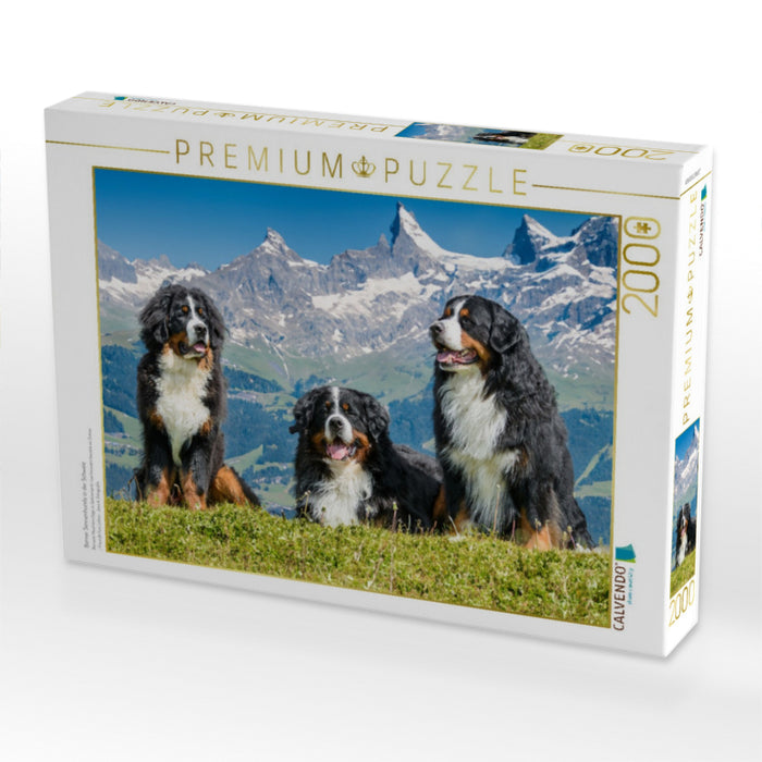 Berner Sennenhunde in der Schweiz - CALVENDO Foto-Puzzle'