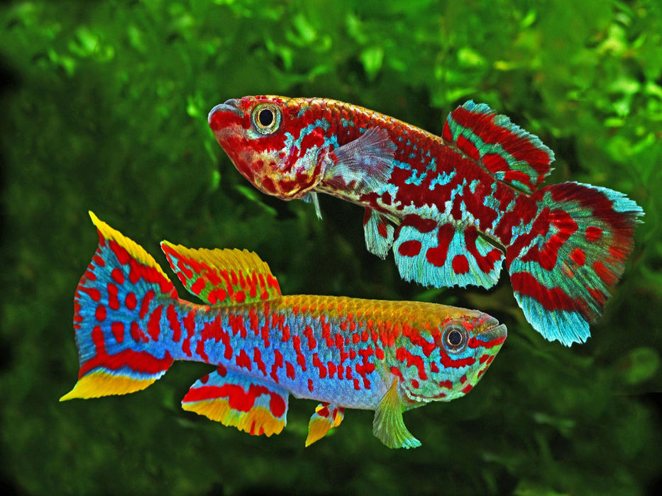 Fundulopanchax gardneri, KAMERUN - CALVENDO Foto-Puzzle'