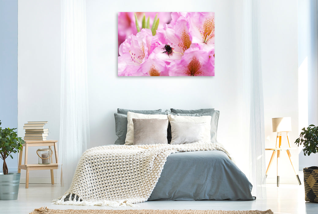 Premium Textil-Leinwand Hummel in Rhododendronblüte