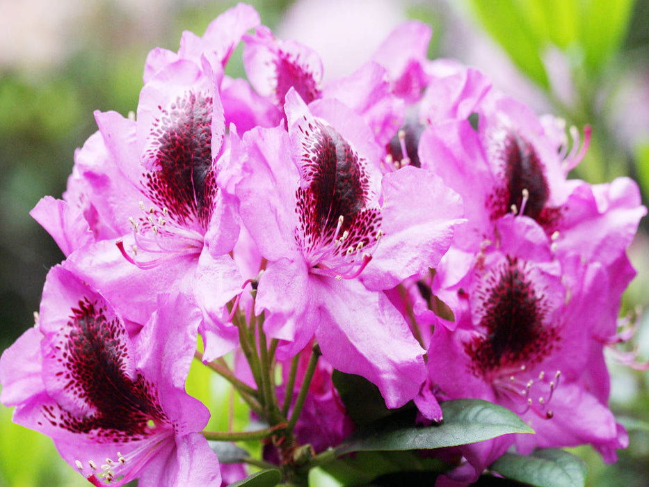 Rhododendron in Pink mit dunklem Fleck - CALVENDO Foto-Puzzle'