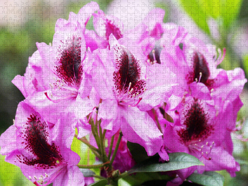 Rhododendron in Pink mit dunklem Fleck - CALVENDO Foto-Puzzle'