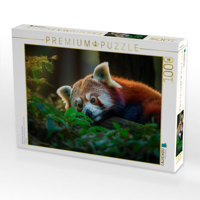 Roter Panda - kurz ausruhen - CALVENDO Foto-Puzzle'