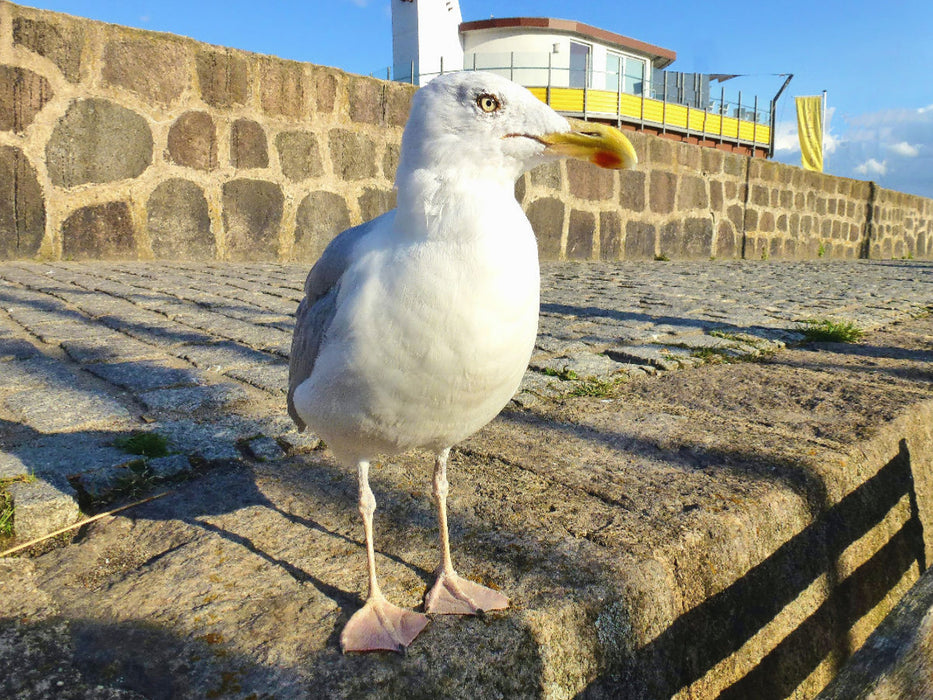 Möwe am alten Hafen von Sassnitz - CALVENDO Foto-Puzzle'