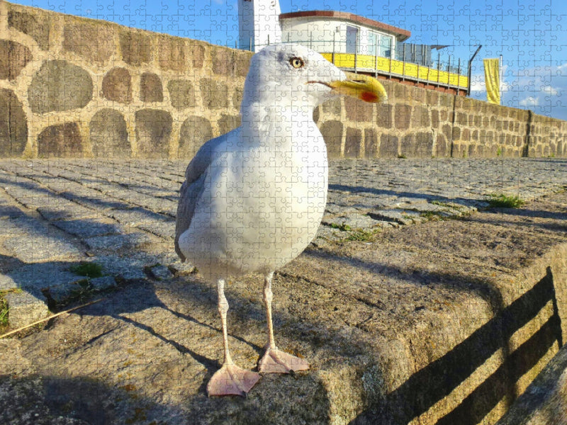 Möwe am alten Hafen von Sassnitz - CALVENDO Foto-Puzzle'