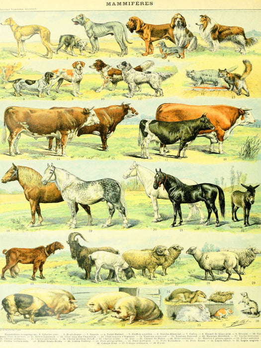 Naturtafel mit Haustieren - CALVENDO Foto-Puzzle'