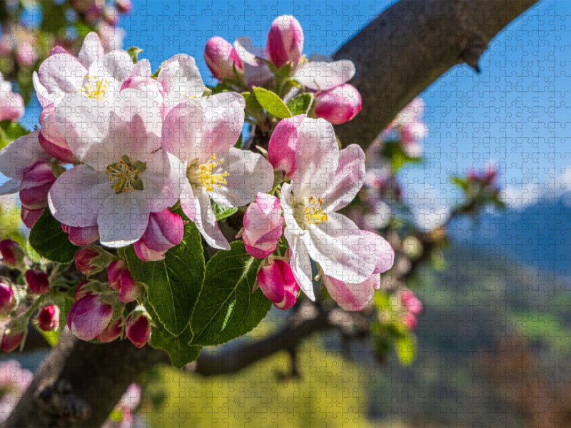 Apfelblüte in Südtirol - CALVENDO Foto-Puzzle'