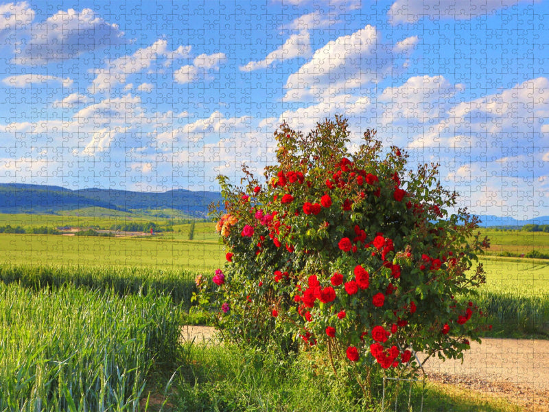 Fest der Rose an der Südlichen Weinstrasse. Ein Motiv aus dem Kalender Wanderparadies Südliche Weinstrasse - CALVENDO Foto-Puzzle'