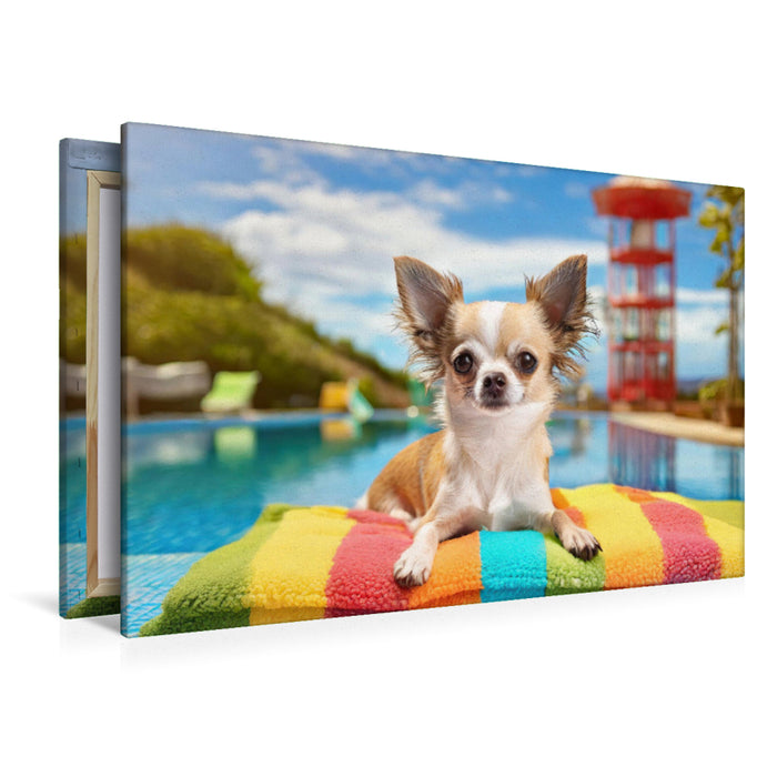 Premium Textil-Leinwand Chihuahua liegt im Schwimmbad auf einer bunten Decke