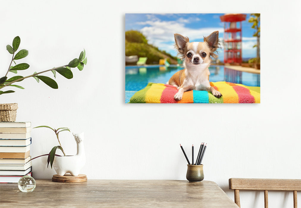 Premium Textil-Leinwand Chihuahua liegt im Schwimmbad auf einer bunten Decke