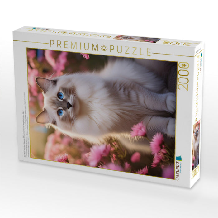 Ein Motiv aus dem Kalender Pfotenabenteuer - Ragdolls in der Natur - CALVENDO Foto-Puzzle'