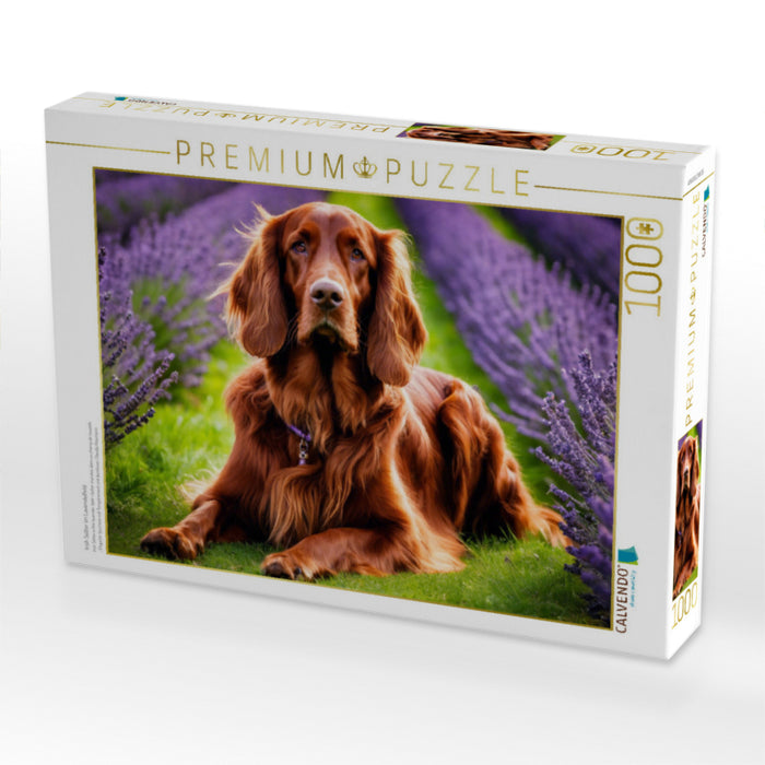 Irish Setter im Lavendelfeld - CALVENDO Foto-Puzzle'