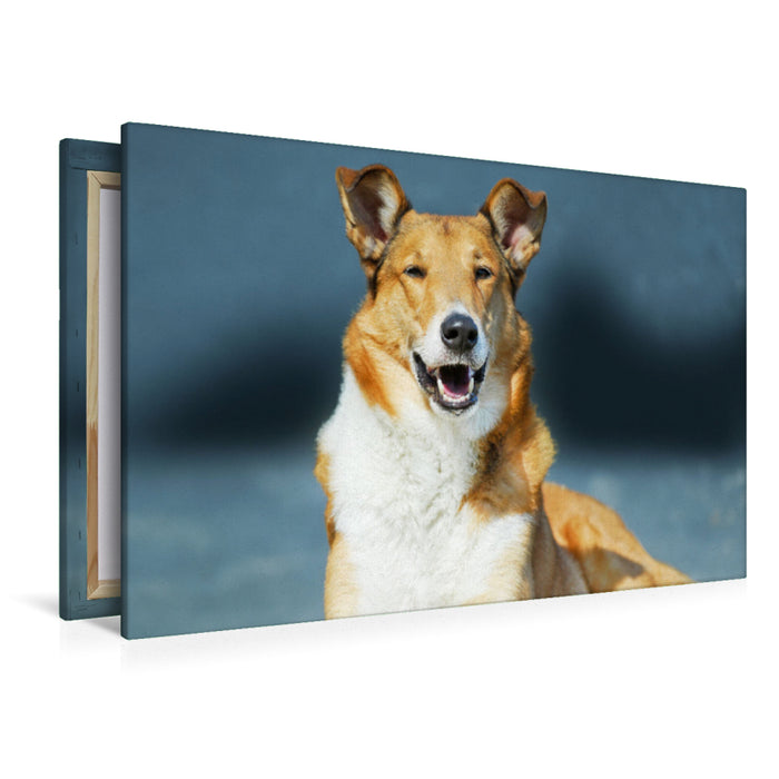 Premium Textil-Leinwand Kurzhaar-Collie, Smooth Collie sable