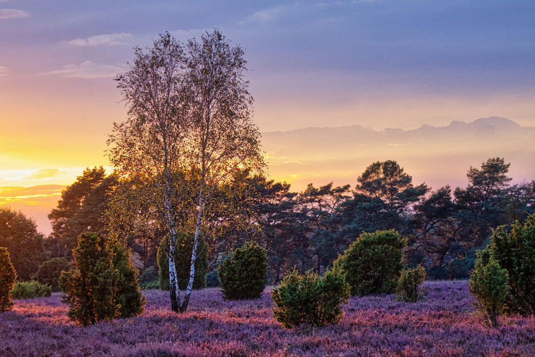 Premium Textil-Leinwand Sonnenuntergang über dem Wacholderwald