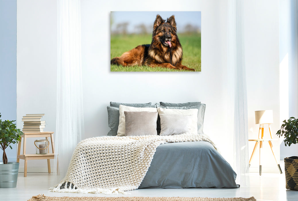 Premium Textil-Leinwand Wunderschöner Schäferhund Rüde