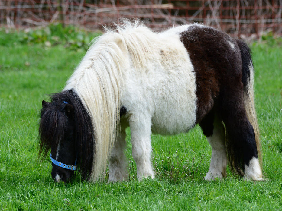 Kleinpferd oder einfach liebevoll: Pferdchen - CALVENDO Foto-Puzzle'