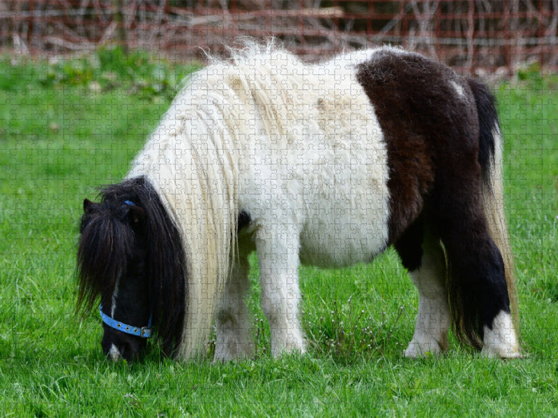 Kleinpferd oder einfach liebevoll: Pferdchen - CALVENDO Foto-Puzzle'
