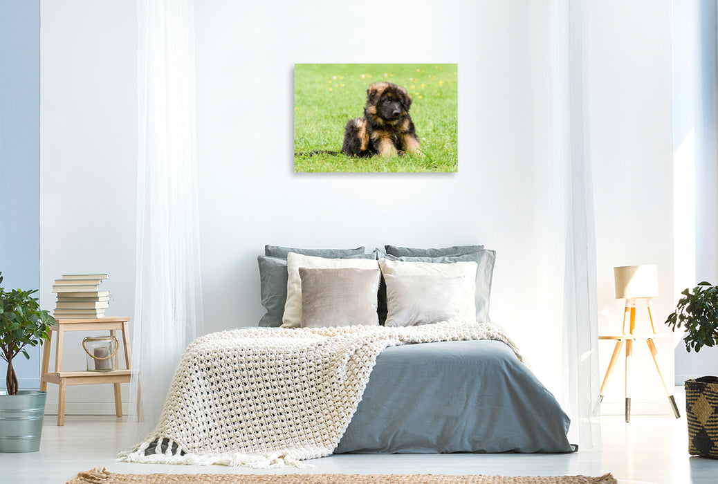 Premium textile canvas German Shepherd - male puppy 