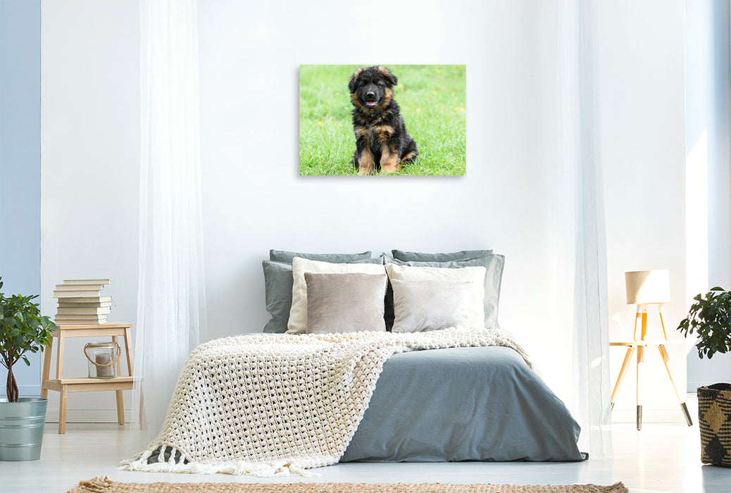 Premium textile canvas German Shepherd - puppy long-haired 