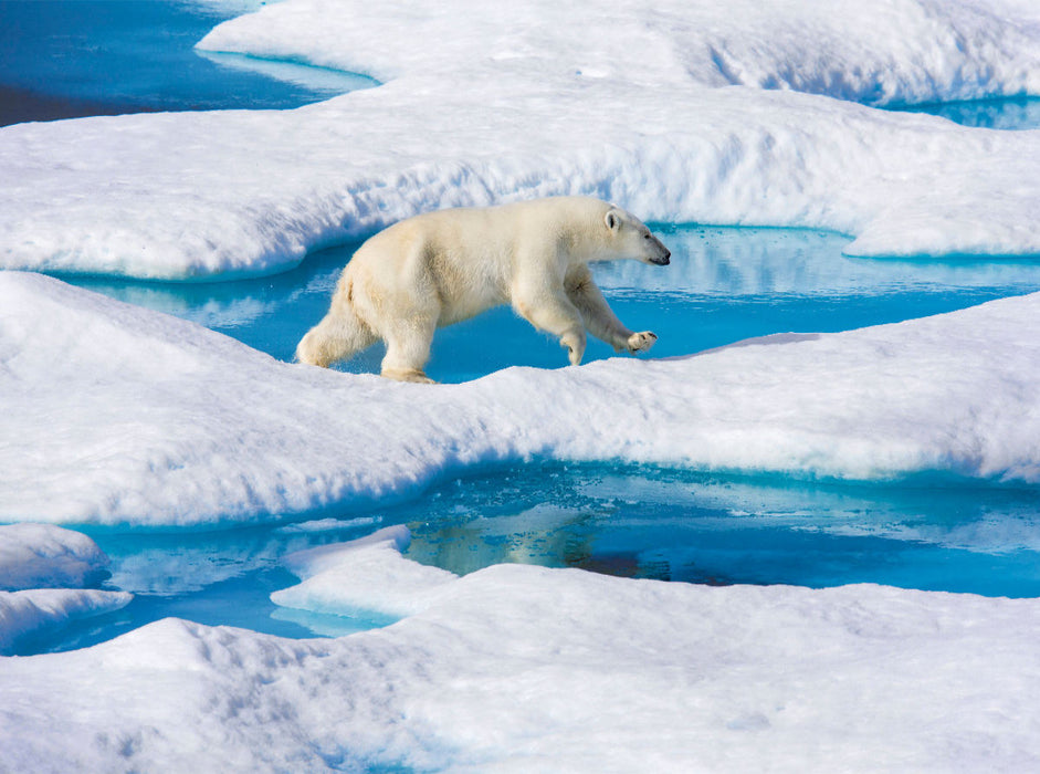 Junger Eisbär springt von Eisscholle zu Eisscholle - CALVENDO Foto-Puzzle'
