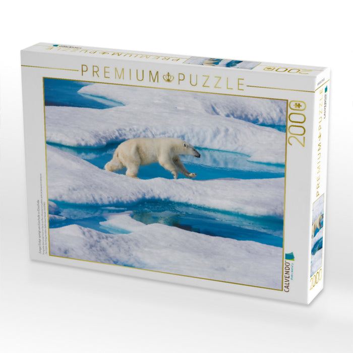 Junger Eisbär springt von Eisscholle zu Eisscholle - CALVENDO Foto-Puzzle'