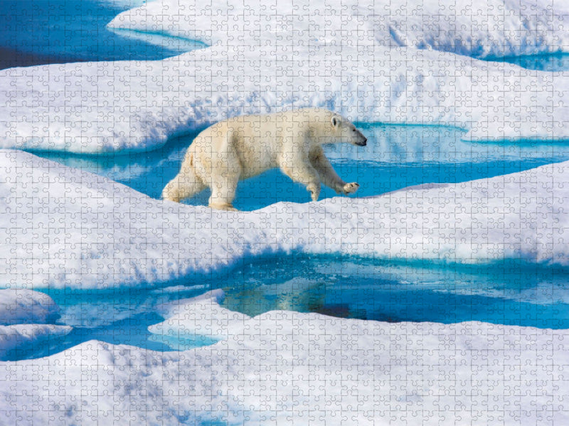 Junger Eisbär springt von Eisscholle zu Eisscholle - CALVENDO Foto-Puzzle'